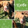 Tchibo