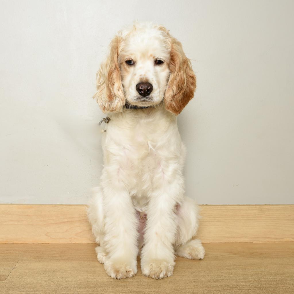 Austin D17191, an adoptable Cockapoo in Minnetonka, MN, 55345 | Photo Image 1