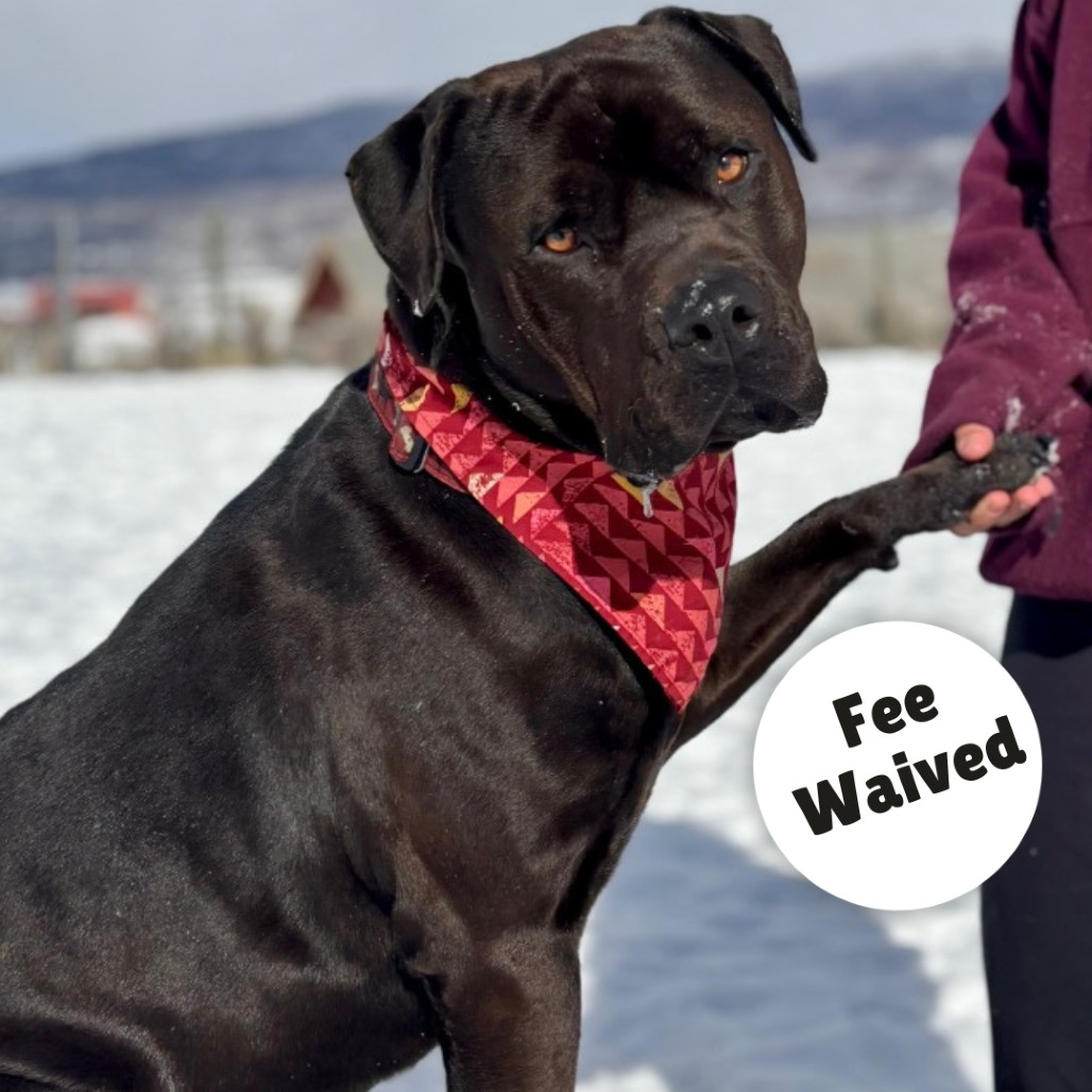 Axel, an adoptable Mixed Breed in Glenwood Springs, CO, 81601 | Photo Image 1