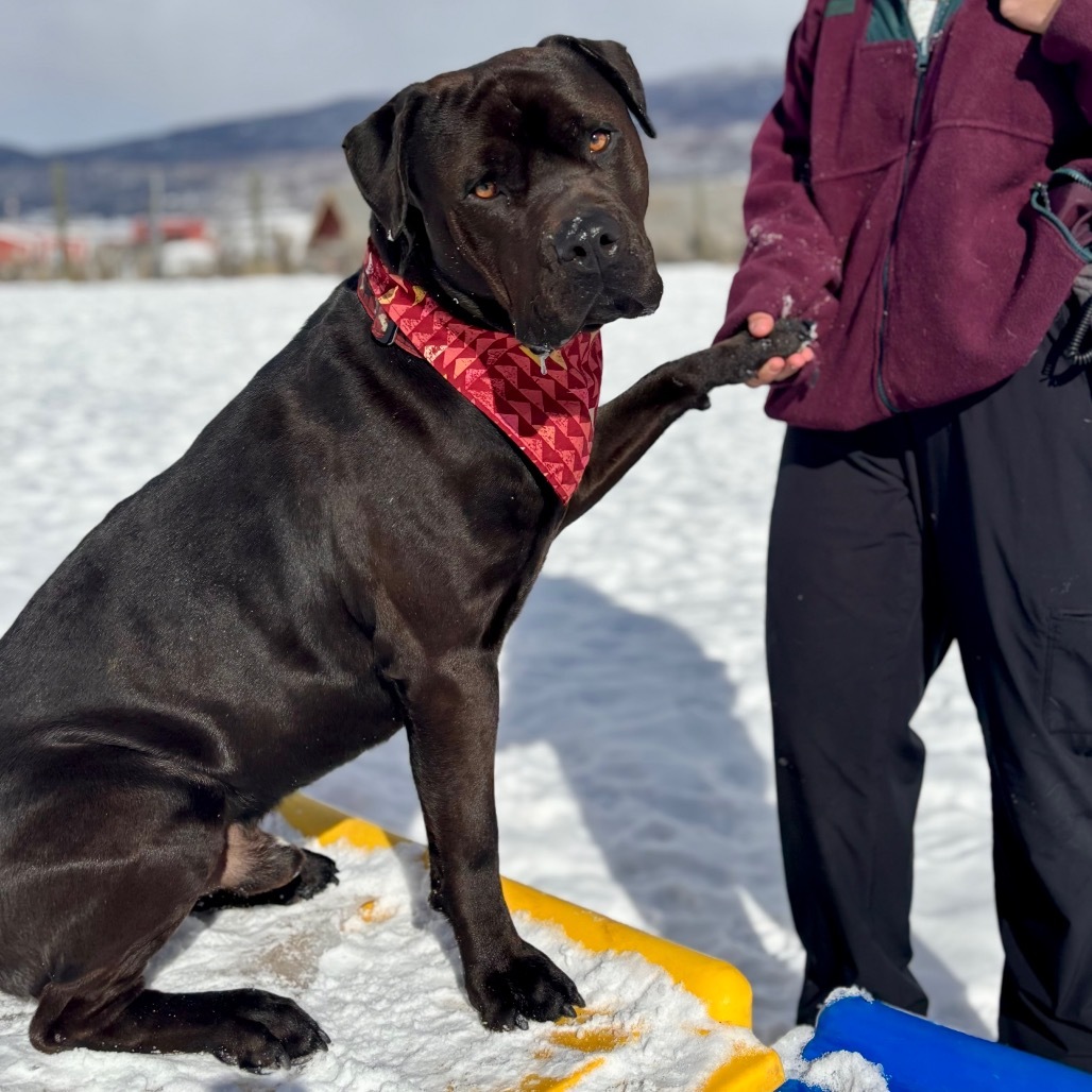 Axel, an adoptable Mixed Breed in Glenwood Springs, CO, 81601 | Photo Image 2