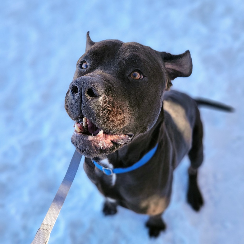 Axel, an adoptable Mixed Breed in Glenwood Springs, CO, 81601 | Photo Image 3