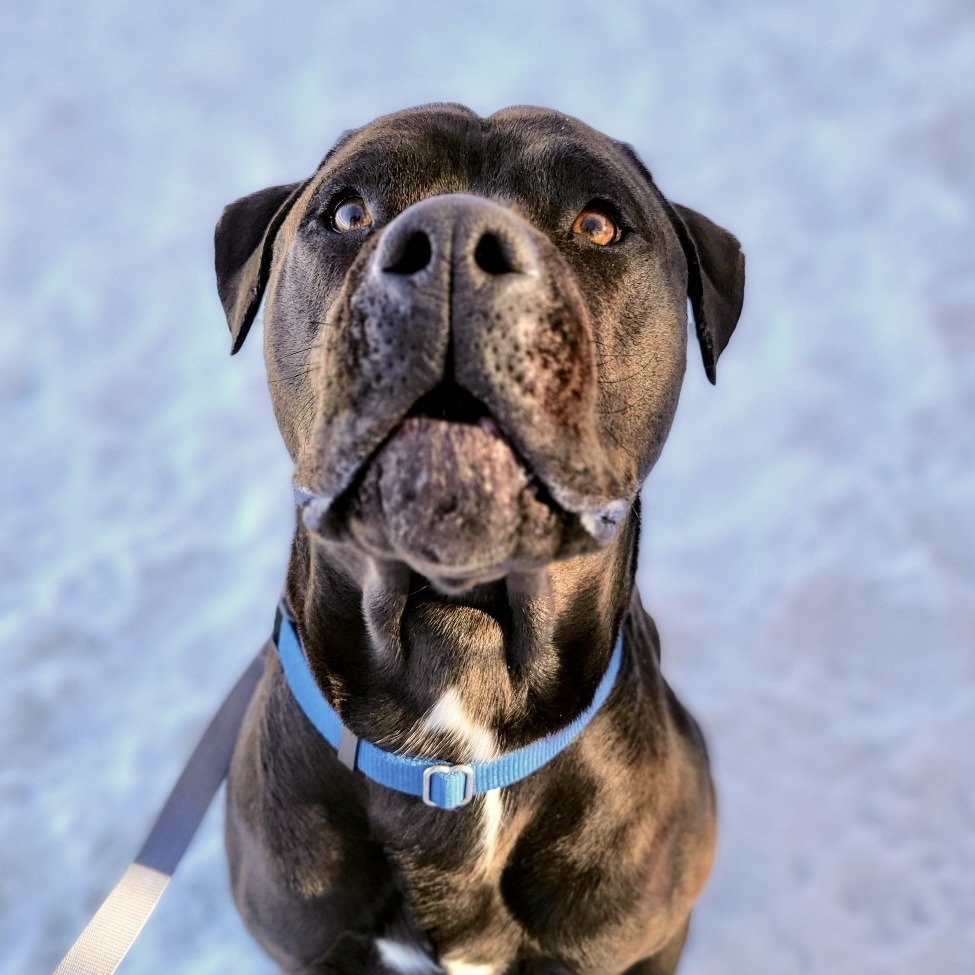 Axel, an adoptable Mixed Breed in Glenwood Springs, CO, 81601 | Photo Image 4