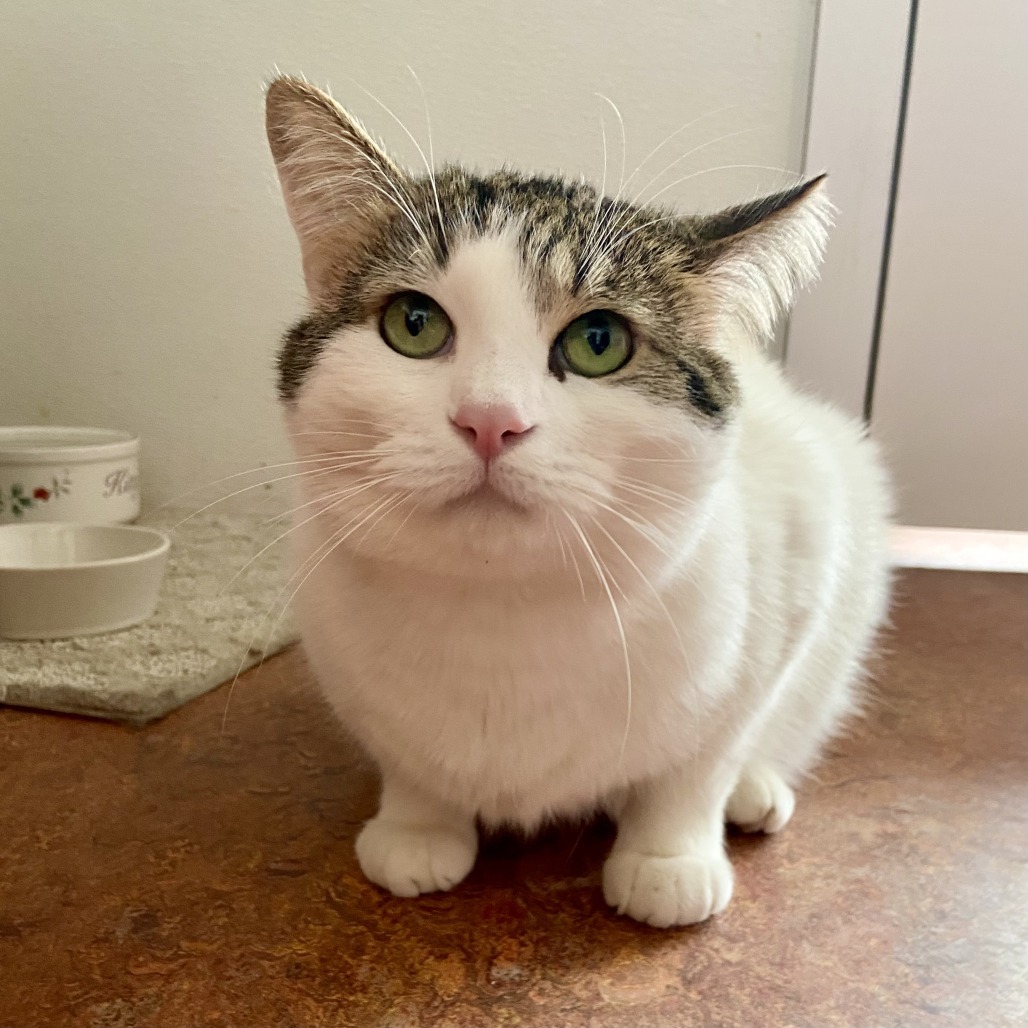 Juno, an adoptable Domestic Short Hair in Glenwood Springs, CO, 81601 | Photo Image 1
