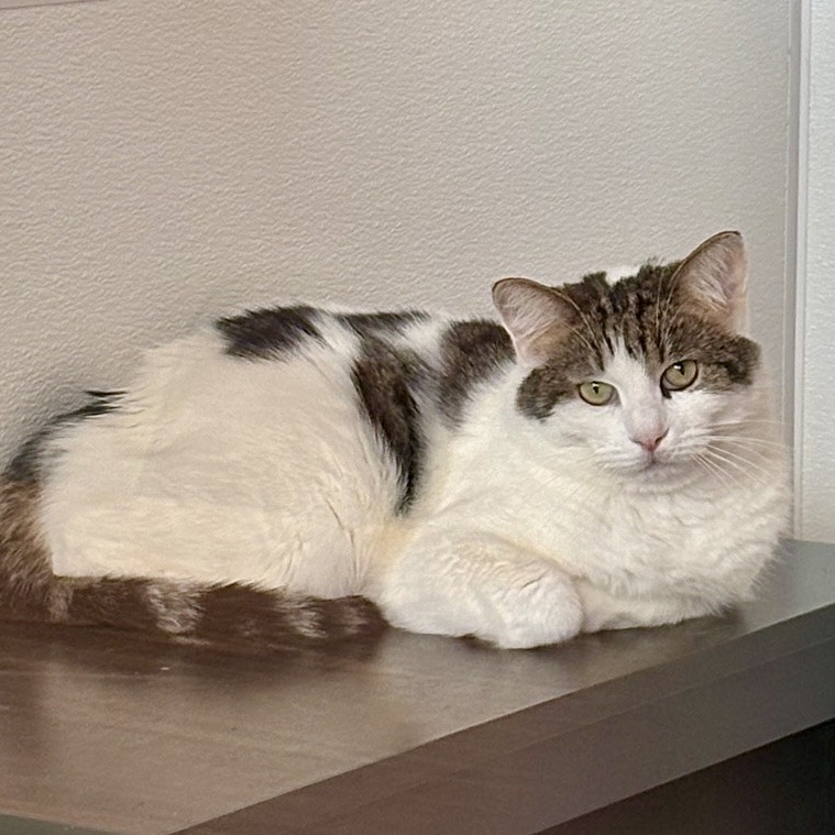 Juno, an adoptable Domestic Short Hair in Glenwood Springs, CO, 81601 | Photo Image 3