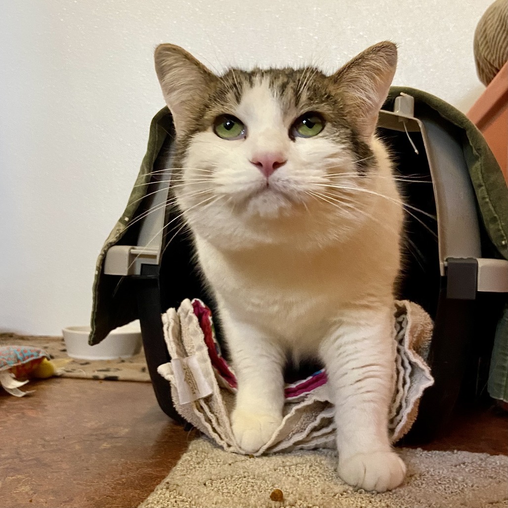 Juno, an adoptable Domestic Short Hair in Glenwood Springs, CO, 81601 | Photo Image 4