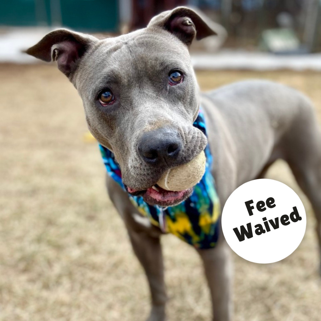 Stevie, an adoptable Pit Bull Terrier in Glenwood Springs, CO, 81601 | Photo Image 1