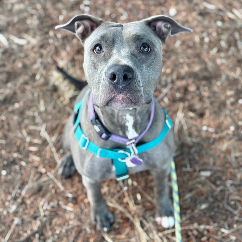 Stevie, an adoptable Pit Bull Terrier in Glenwood Springs, CO, 81601 | Photo Image 2