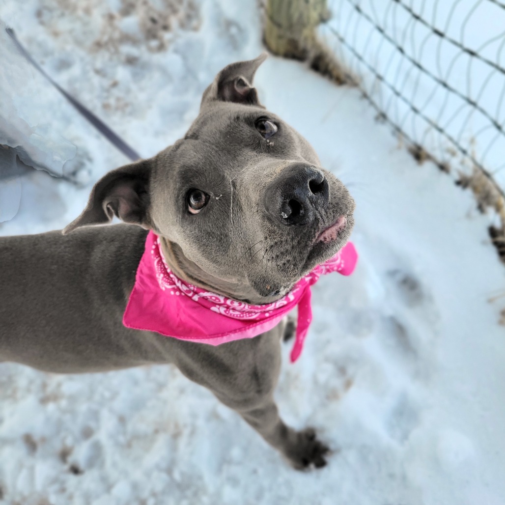 Stevie, an adoptable Pit Bull Terrier in Glenwood Springs, CO, 81601 | Photo Image 3