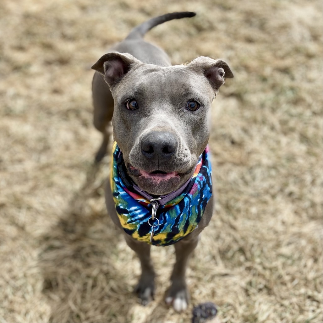 Stevie, an adoptable Pit Bull Terrier in Glenwood Springs, CO, 81601 | Photo Image 4