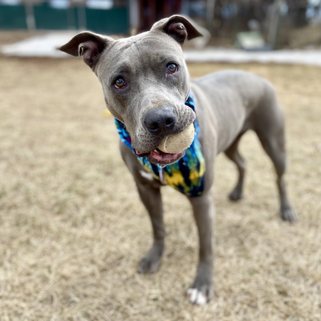 Stevie, an adoptable Pit Bull Terrier in Glenwood Springs, CO, 81601 | Photo Image 5