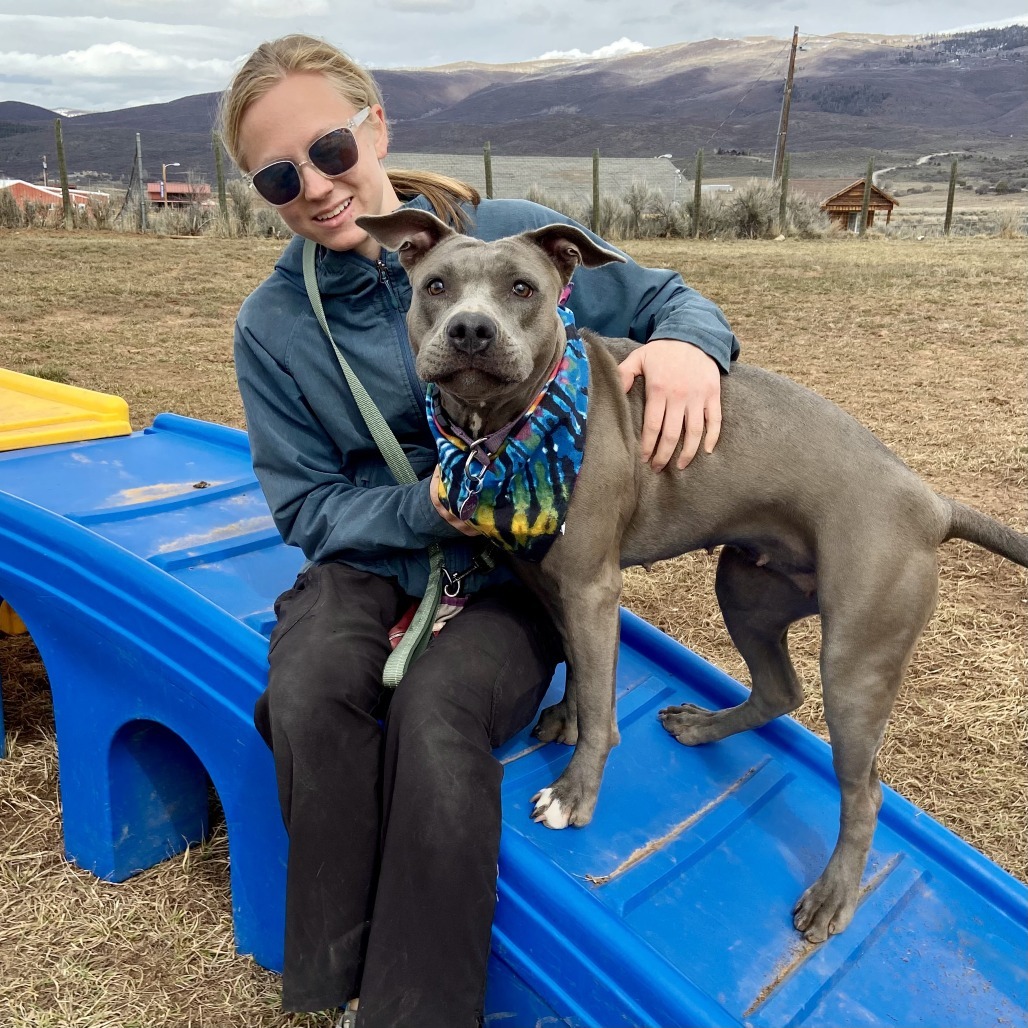 Stevie, an adoptable Pit Bull Terrier in Glenwood Springs, CO, 81601 | Photo Image 6
