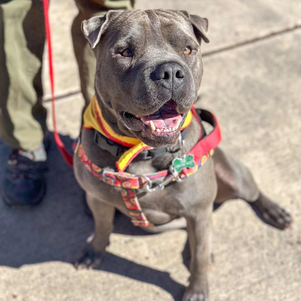 Sully, an adoptable Shar-Pei, Pit Bull Terrier in Glenwood Springs, CO, 81601 | Photo Image 1
