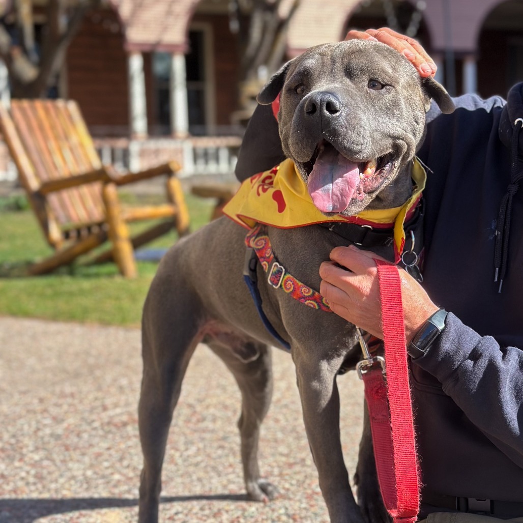Sully, an adoptable Shar-Pei, Pit Bull Terrier in Glenwood Springs, CO, 81601 | Photo Image 3