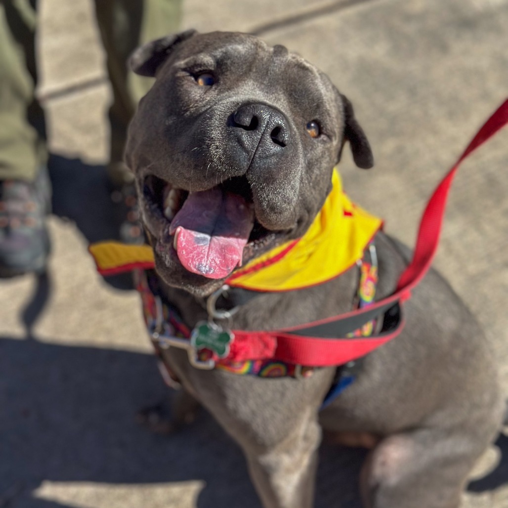 Sully, an adoptable Shar-Pei, Pit Bull Terrier in Glenwood Springs, CO, 81601 | Photo Image 5