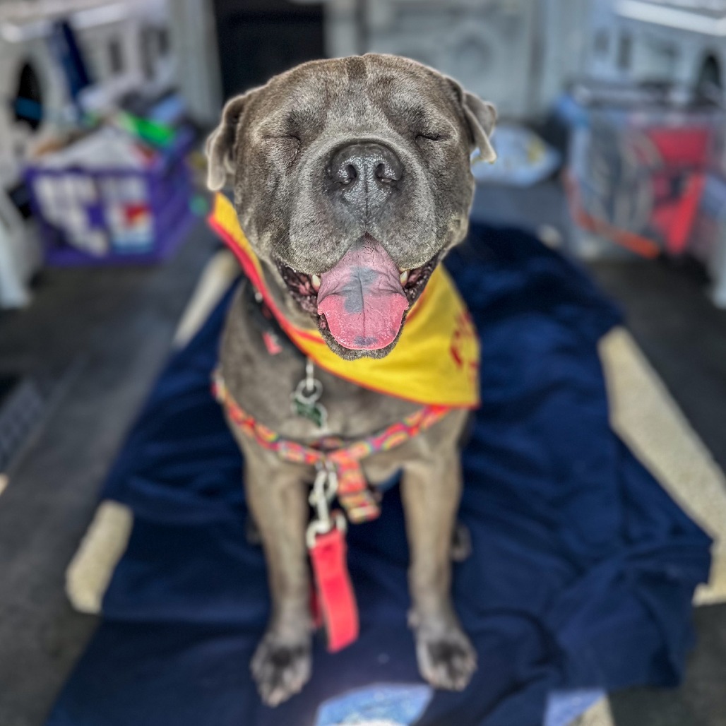 Sully, an adoptable Shar-Pei, Pit Bull Terrier in Glenwood Springs, CO, 81601 | Photo Image 6