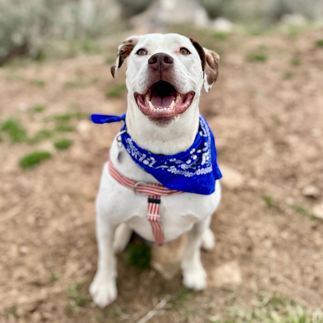 Brisket, an adoptable Pit Bull Terrier in Glenwood Springs, CO, 81601 | Photo Image 1