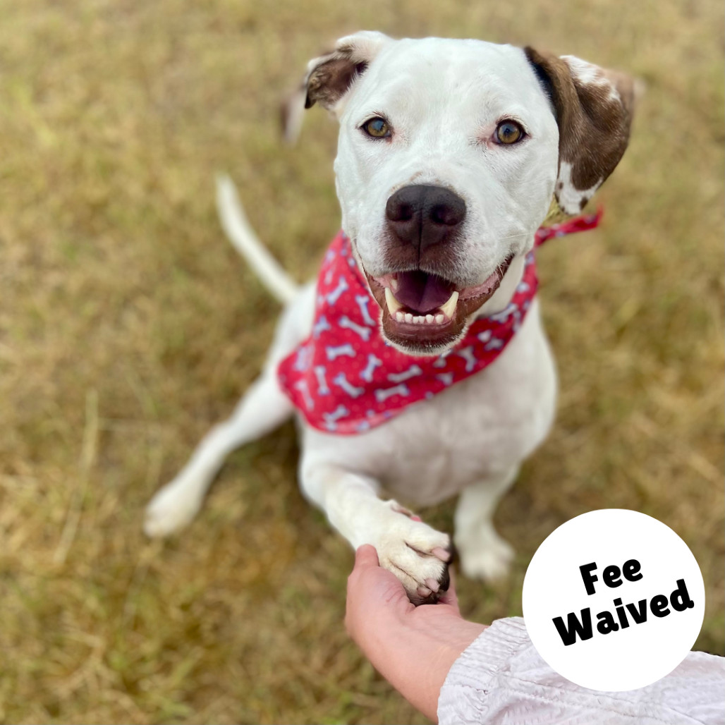 Brisket, an adoptable Pit Bull Terrier in Glenwood Springs, CO, 81601 | Photo Image 1