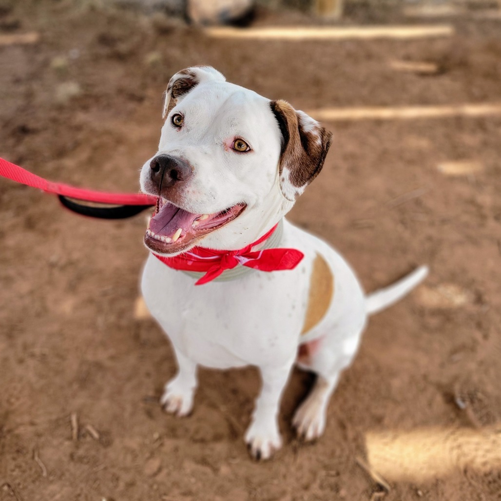 Brisket, an adoptable Pit Bull Terrier in Glenwood Springs, CO, 81601 | Photo Image 2