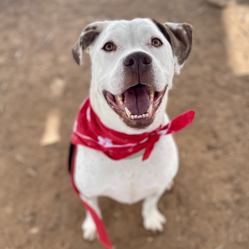 Brisket, an adoptable Pit Bull Terrier in Glenwood Springs, CO, 81601 | Photo Image 4