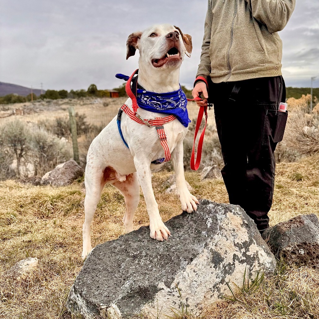 Brisket, an adoptable Pit Bull Terrier in Glenwood Springs, CO, 81601 | Photo Image 5