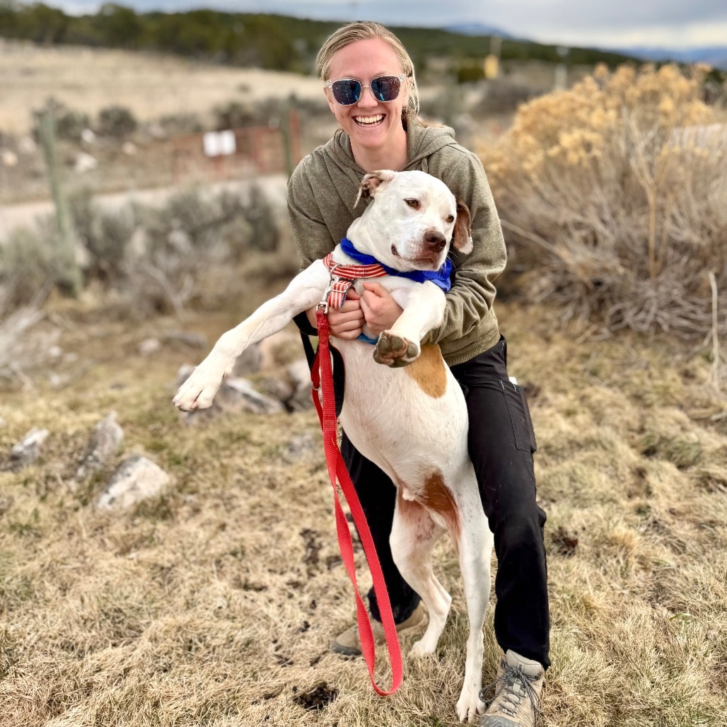 Brisket, an adoptable Pit Bull Terrier in Glenwood Springs, CO, 81601 | Photo Image 6