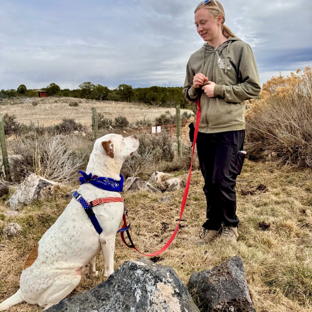 Brisket, an adoptable Mixed Breed in Glenwood Springs, CO, 81601 | Photo Image 6