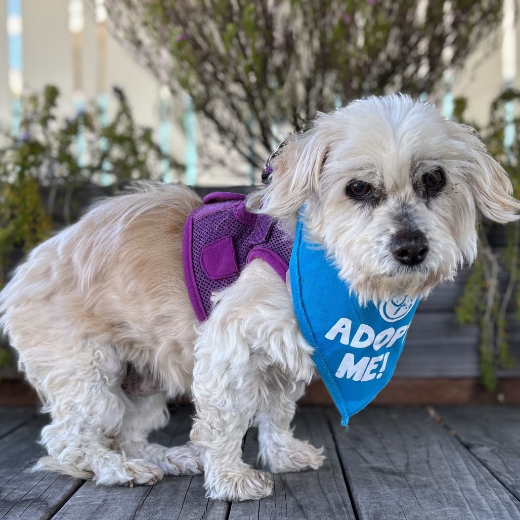 Violet, an adoptable Maltese, Dachshund in Pacific Grove, CA, 93950 | Photo Image 1