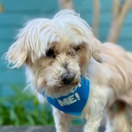 Violet, an adoptable Maltese, Dachshund in Pacific Grove, CA, 93950 | Photo Image 3