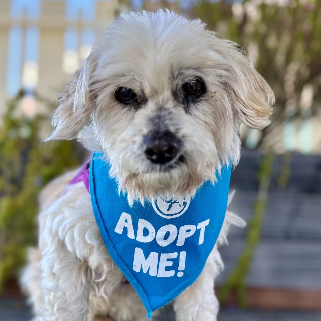 Violet, an adoptable Maltese, Dachshund in Pacific Grove, CA, 93950 | Photo Image 5