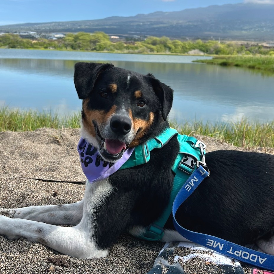 Snoopy, an adoptable Mixed Breed in Kailua Kona, HI, 96740 | Photo Image 1