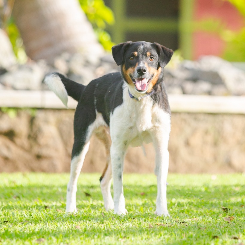 Snoopy, an adoptable Mixed Breed in Kailua Kona, HI, 96740 | Photo Image 2