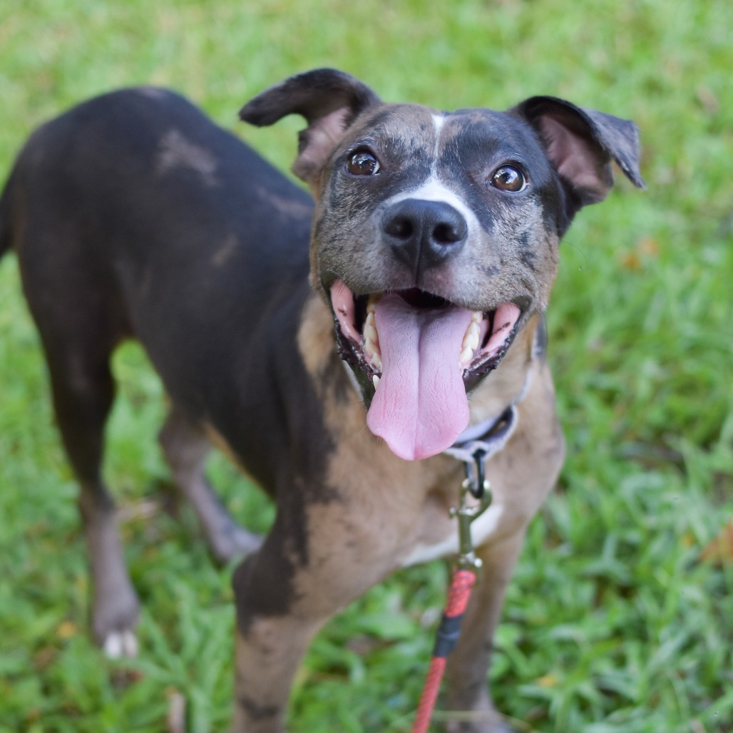 Harry Potter, an adoptable Mixed Breed in Kailua Kona, HI, 96740 | Photo Image 1