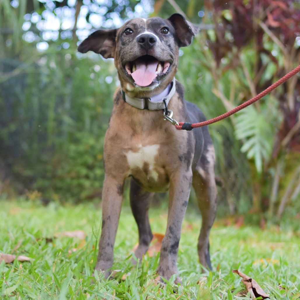 Harry Potter, an adoptable Mixed Breed in Kailua Kona, HI, 96740 | Photo Image 2