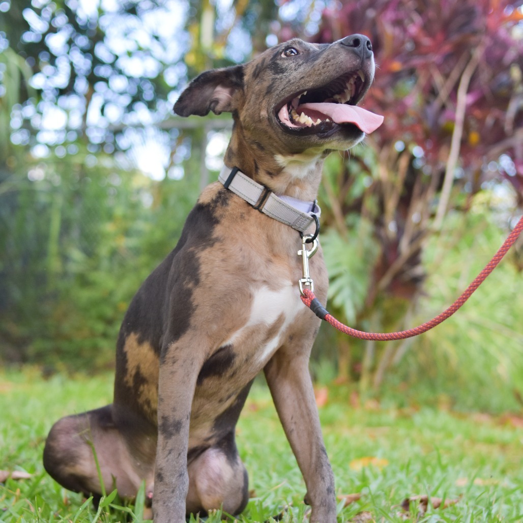 Harry Potter, an adoptable Mixed Breed in Kailua Kona, HI, 96740 | Photo Image 3