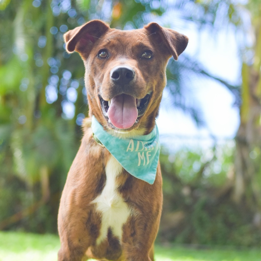 Rufus, an adoptable Mixed Breed in Kailua Kona, HI, 96740 | Photo Image 1