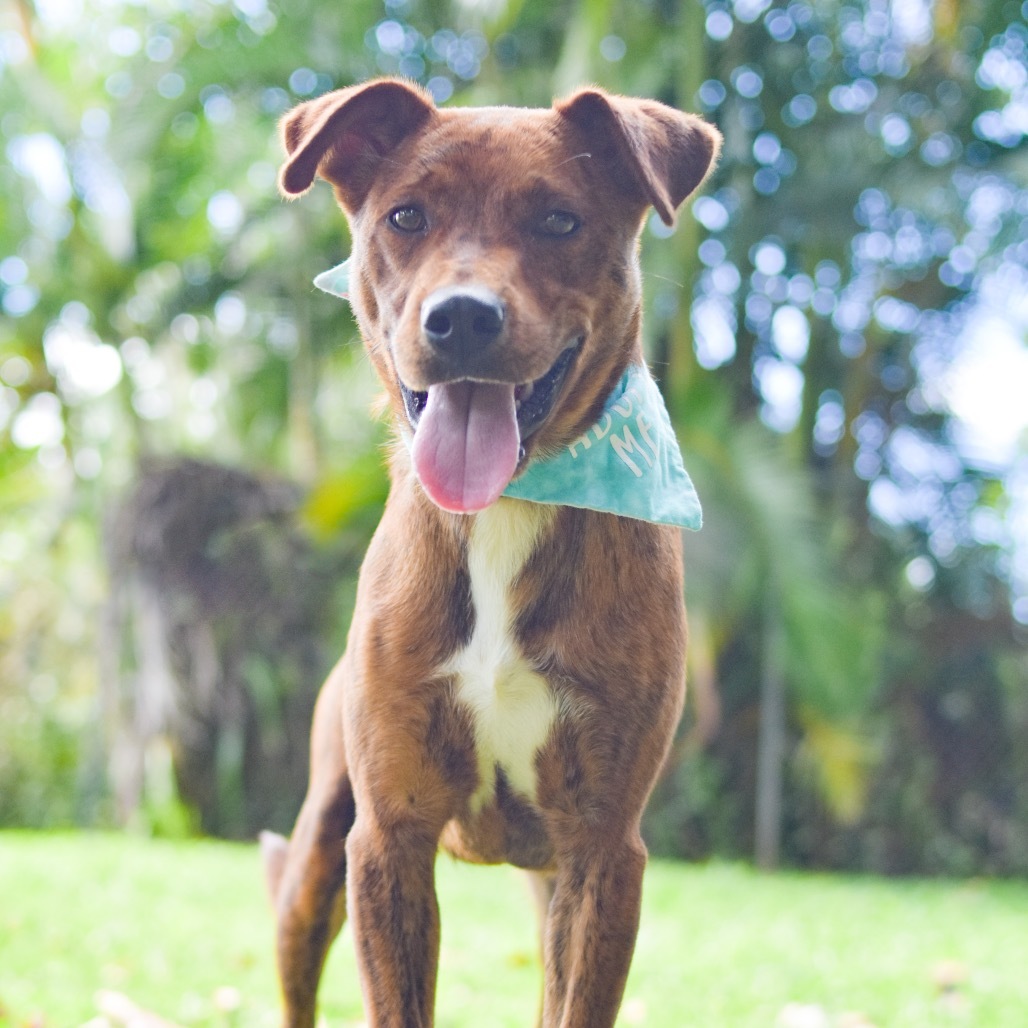 Rufus, an adoptable Mixed Breed in Kailua Kona, HI, 96740 | Photo Image 2