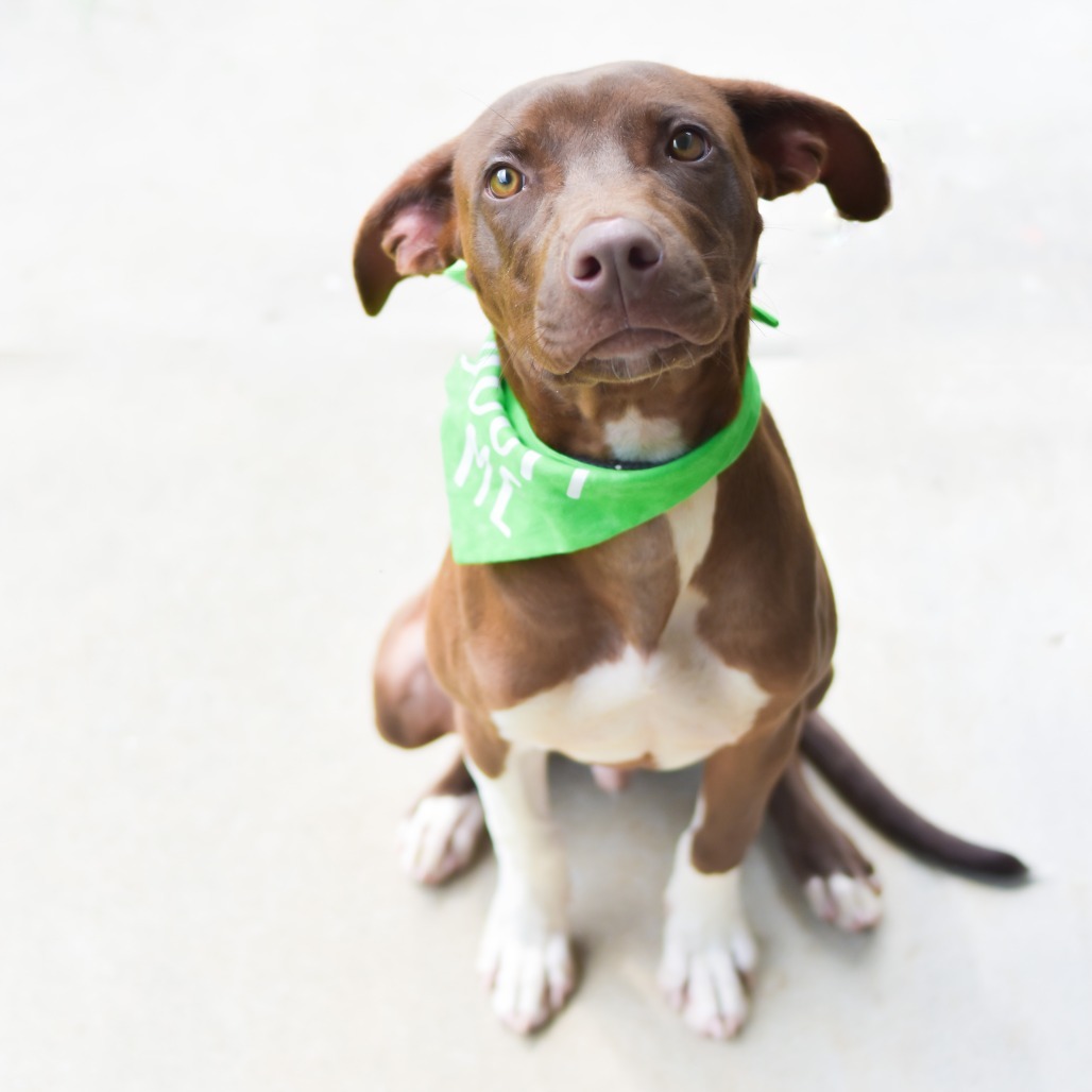 Milo, an adoptable Mixed Breed in Kailua Kona, HI, 96740 | Photo Image 1