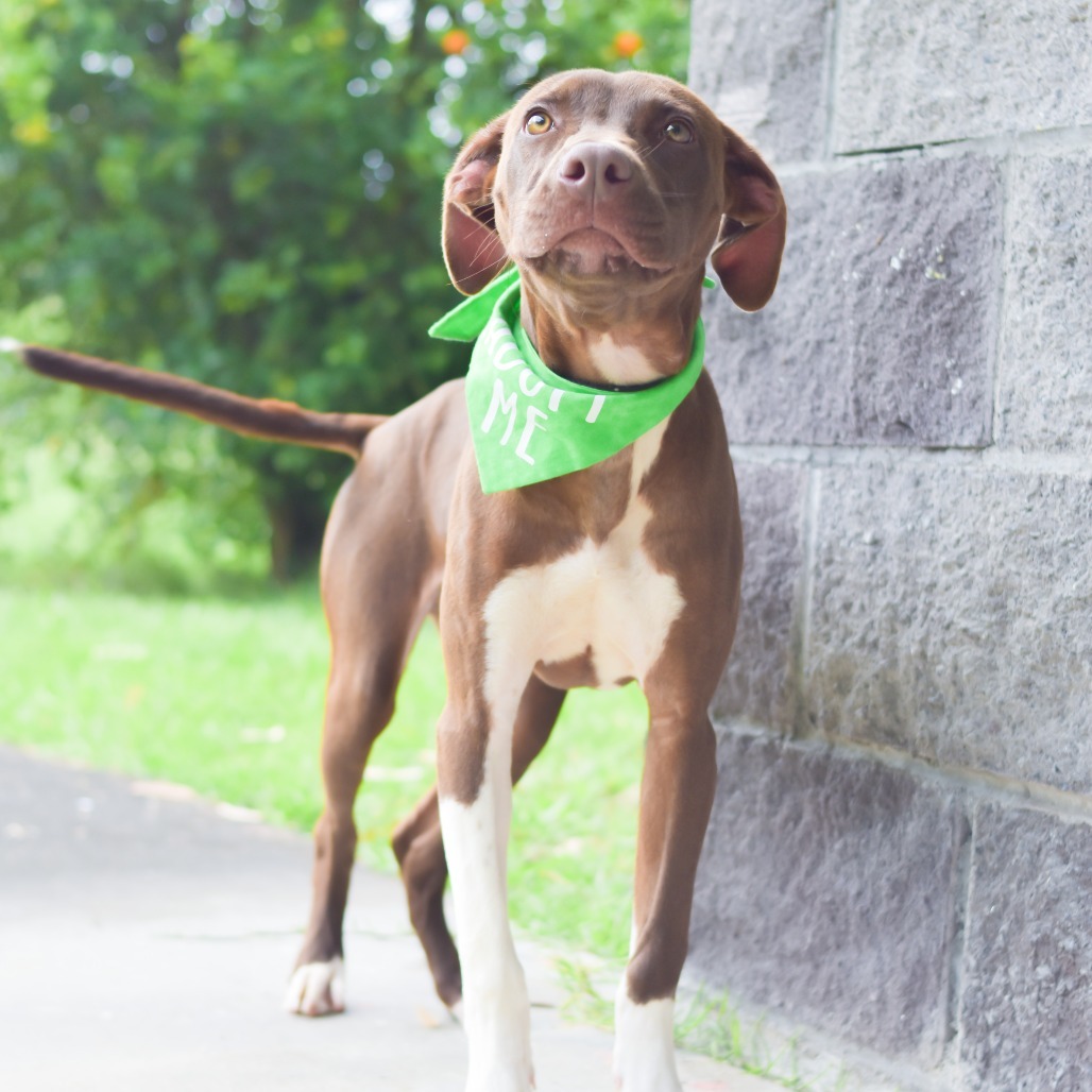 Milo, an adoptable Mixed Breed in Kailua Kona, HI, 96740 | Photo Image 2