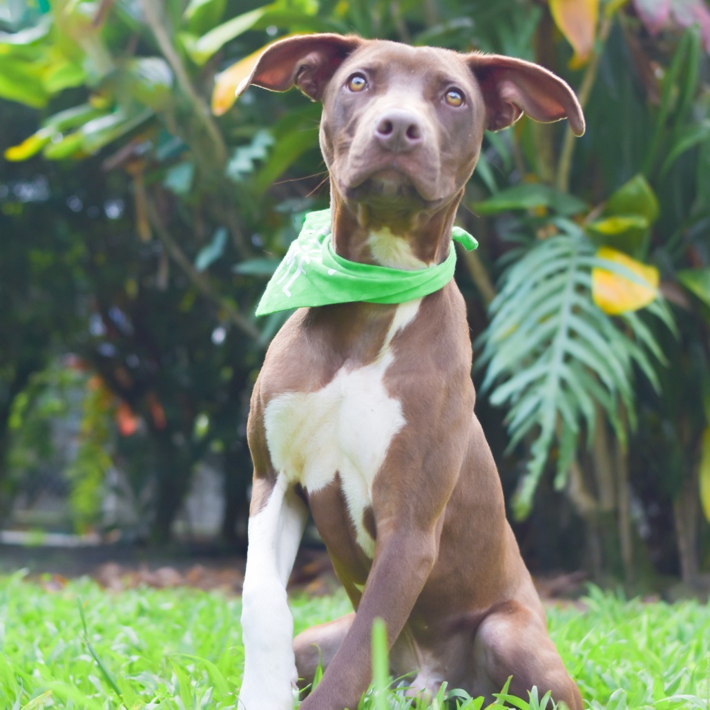 Milo, an adoptable Mixed Breed in Kailua Kona, HI, 96740 | Photo Image 3