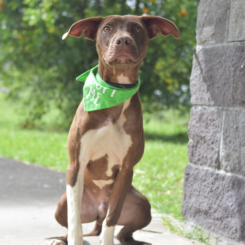 Milo, an adoptable Mixed Breed in Kailua Kona, HI, 96740 | Photo Image 4