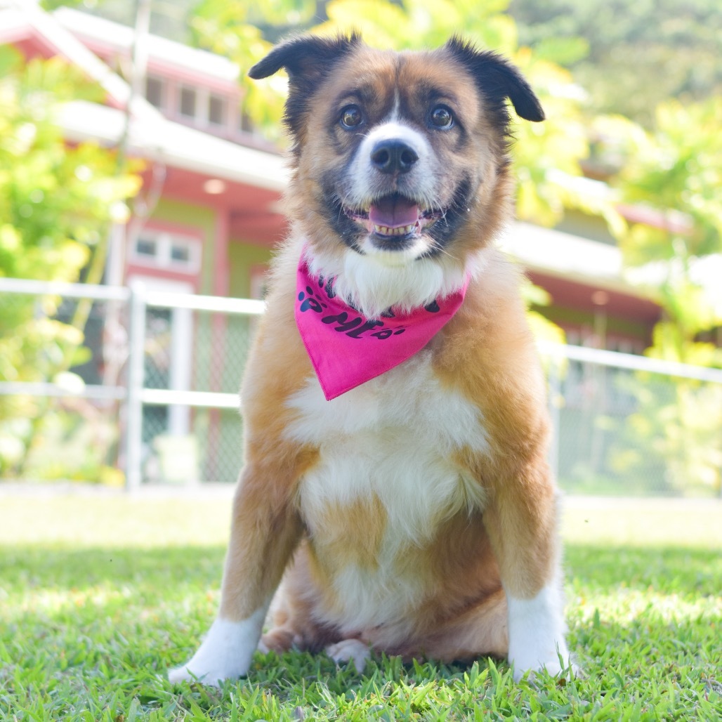 Shortcake, an adoptable Mixed Breed in Kailua Kona, HI, 96740 | Photo Image 1