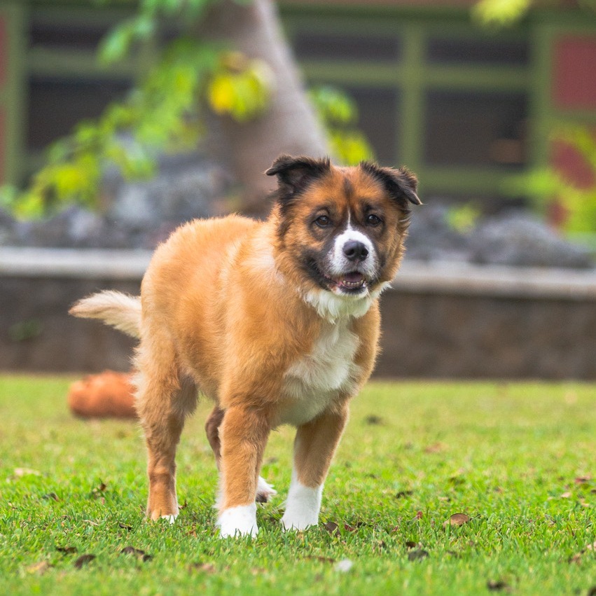 Shortcake, an adoptable Mixed Breed in Kailua Kona, HI, 96740 | Photo Image 2