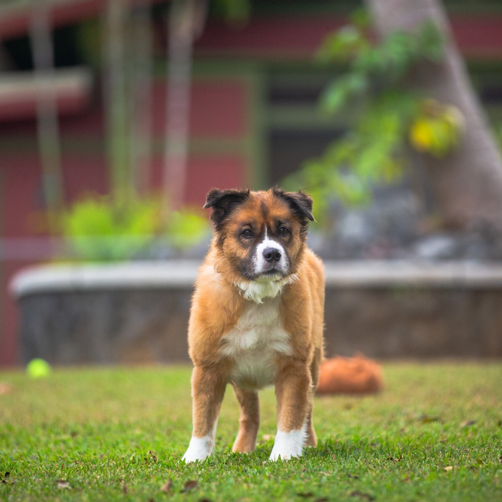 Shortcake, an adoptable Mixed Breed in Kailua Kona, HI, 96740 | Photo Image 3