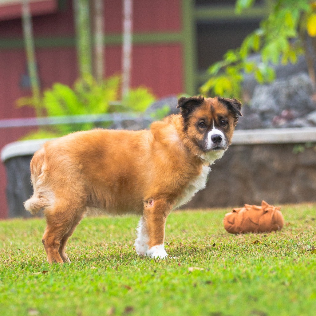 Shortcake, an adoptable Mixed Breed in Kailua Kona, HI, 96740 | Photo Image 4