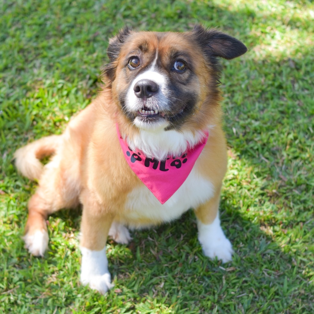 Shortcake, an adoptable Mixed Breed in Kailua Kona, HI, 96740 | Photo Image 5