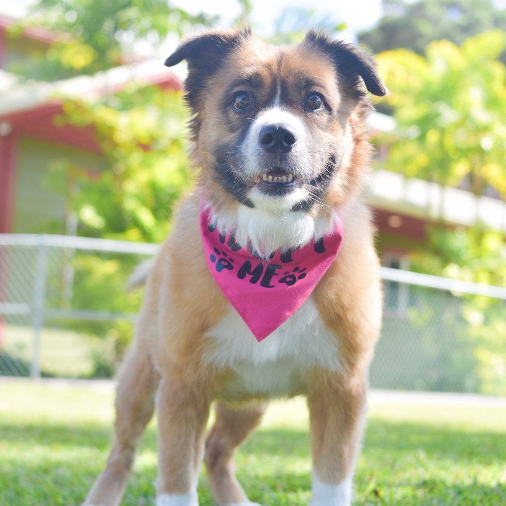 Shortcake, an adoptable Mixed Breed in Kailua Kona, HI, 96740 | Photo Image 6