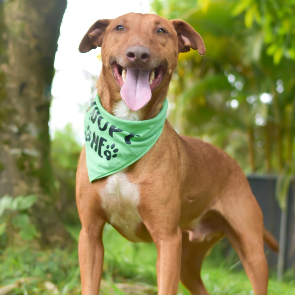 Gherkin, an adoptable Mixed Breed in Kailua Kona, HI, 96740 | Photo Image 1