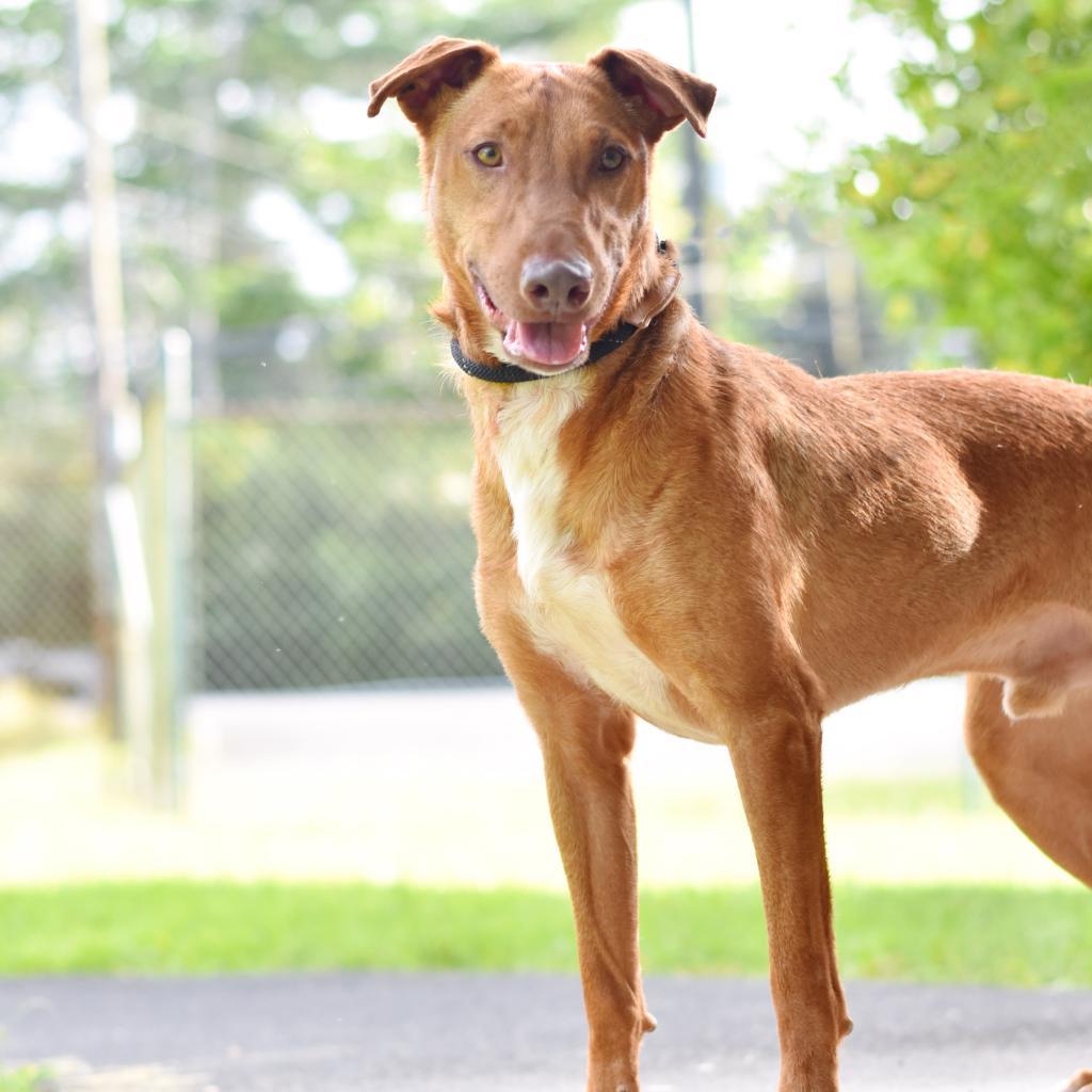 Gherkin, an adoptable Mixed Breed in Kailua Kona, HI, 96740 | Photo Image 2