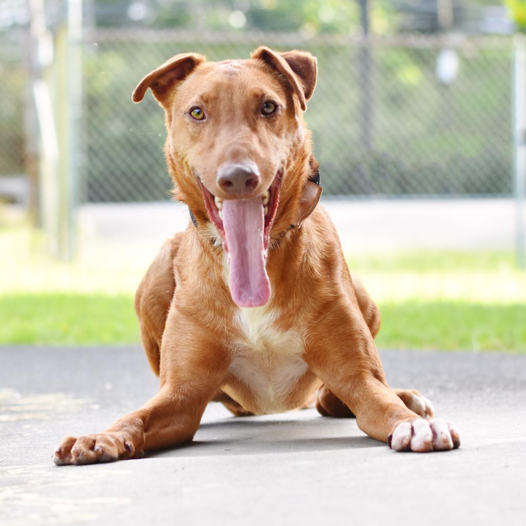 Gherkin, an adoptable Mixed Breed in Kailua Kona, HI, 96740 | Photo Image 3