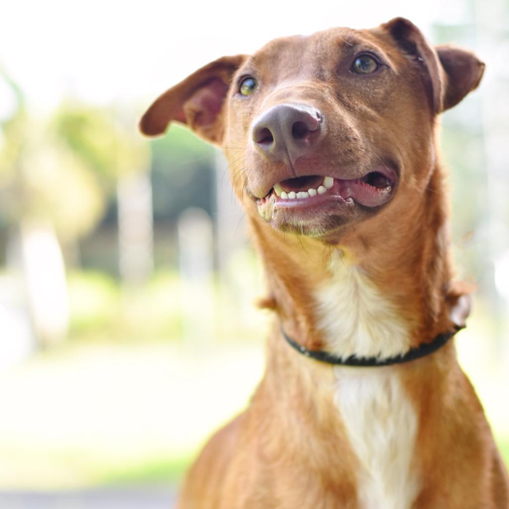 Gherkin, an adoptable Mixed Breed in Kailua Kona, HI, 96740 | Photo Image 4